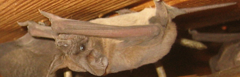 What should I do with a bat after I catch it in my house?