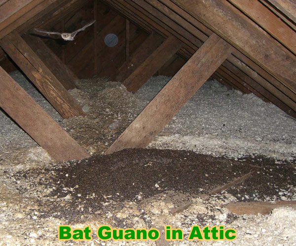 How To Clean Up Bat Guano Inside Of An Attic